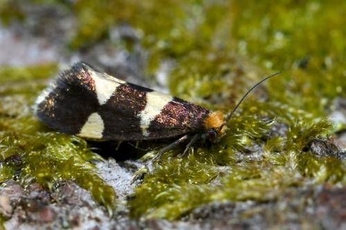 Réf. 204 341 : Lampronia capitella